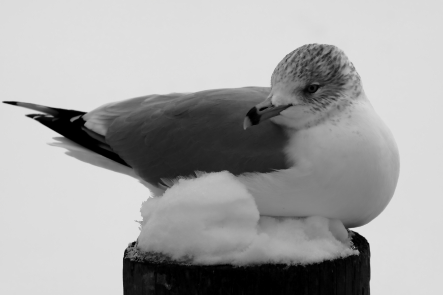 2011 01 21 IMG 18203ebw